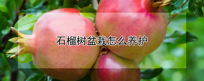 石榴樹盆栽怎么養護