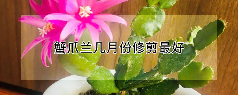 蟹爪蘭幾月份修剪最好