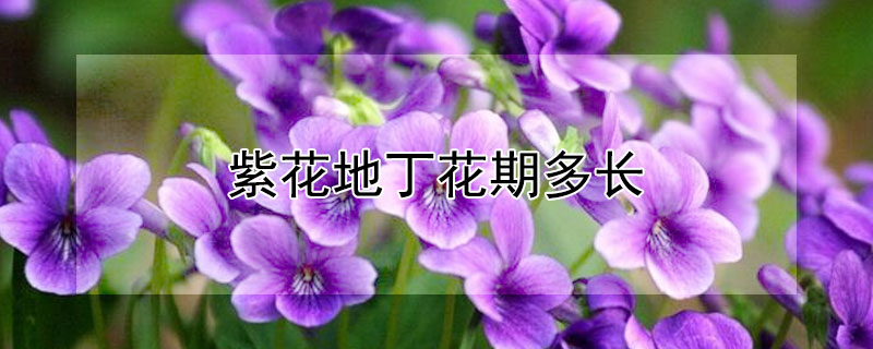 紫花地丁花期多長