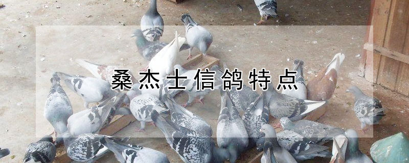 桑杰士信鴿特點