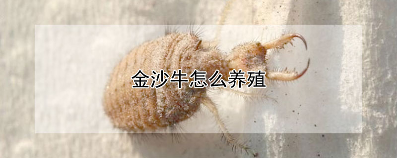 金沙牛怎么養(yǎng)殖