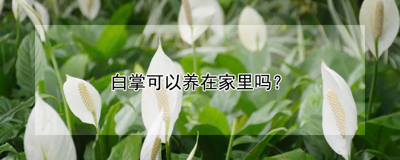 白掌可以養在家里嗎?
