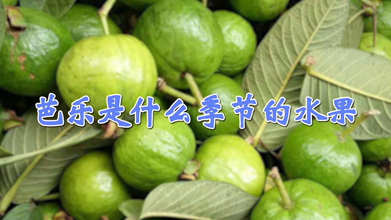 芭樂是什么季節(jié)的水果