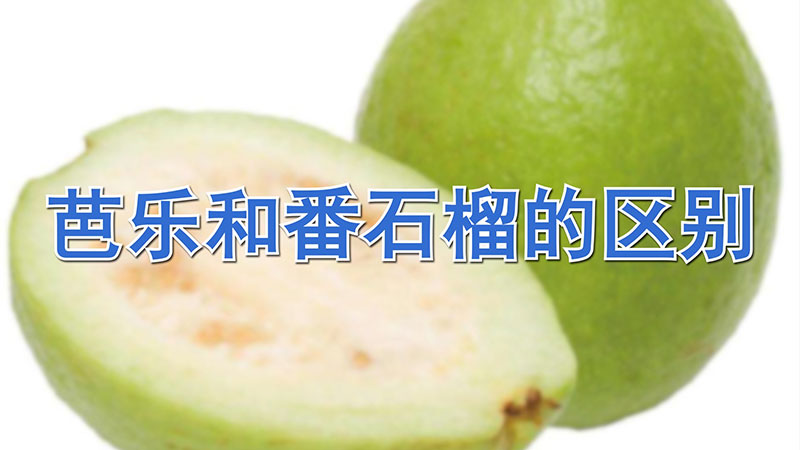 芭樂和番石榴的區(qū)別