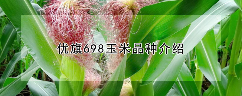 優(yōu)旗698玉米品種介紹