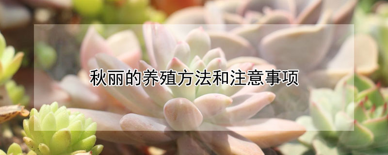 秋麗的養殖方法和注意事項