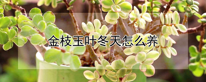金枝玉葉冬天怎么養