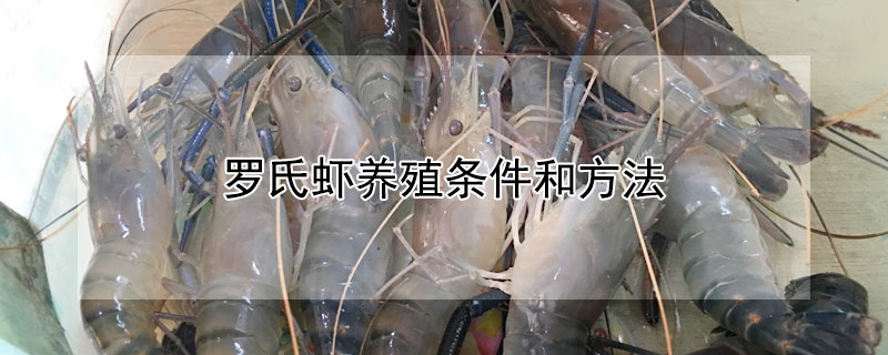 羅氏蝦養殖條件和方法