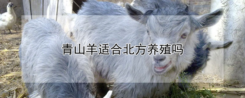 青山羊適合北方養殖嗎