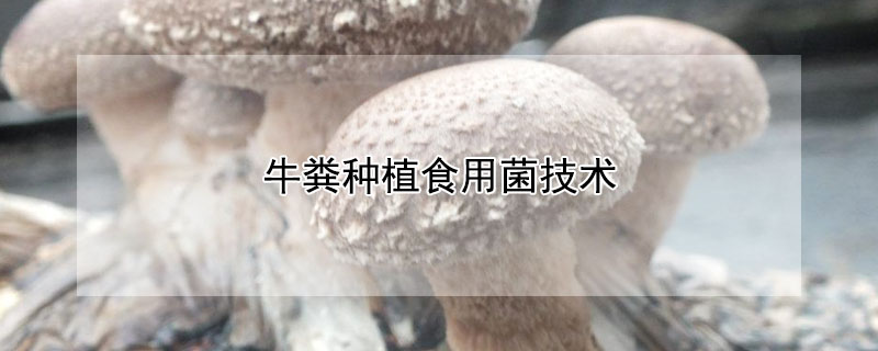 牛糞種植食用菌技術(shù)