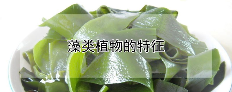 藻類植物的特征