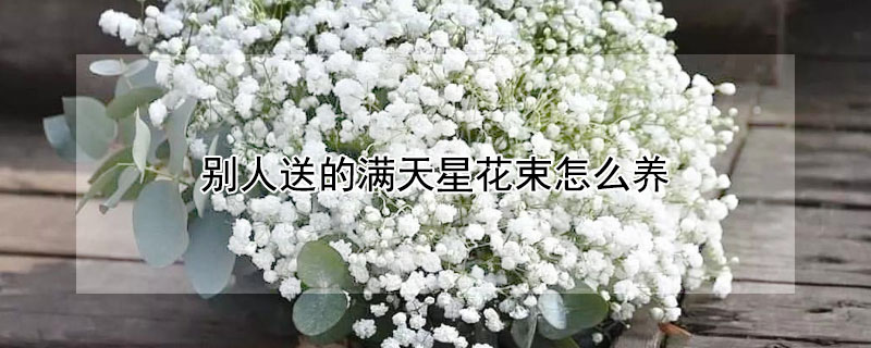 別人送的滿天星花束怎么養