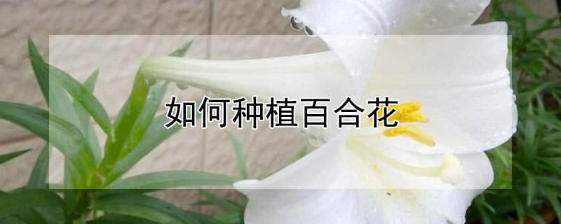 如何種植百合花