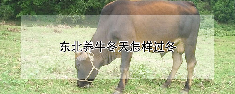 東北養(yǎng)牛冬天怎樣過冬