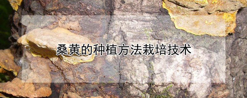 桑黃的種植方法栽培技術(shù)