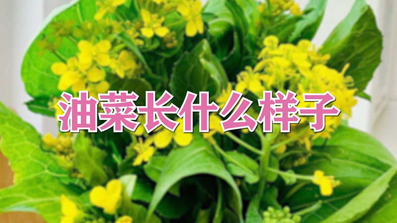 油菜長什么樣子