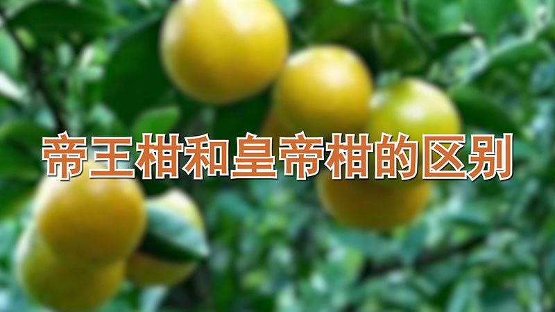帝王柑和皇帝柑的區(qū)別