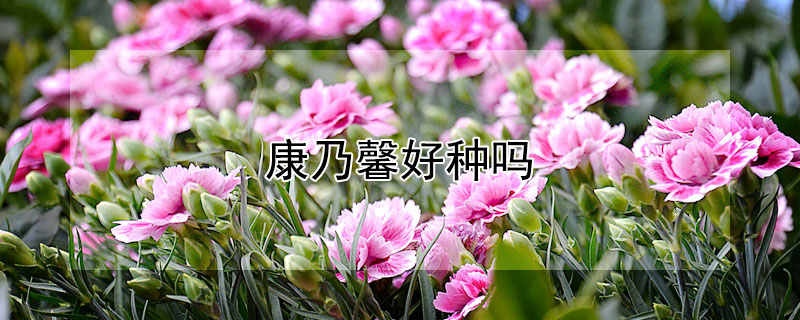 康乃馨好種嗎