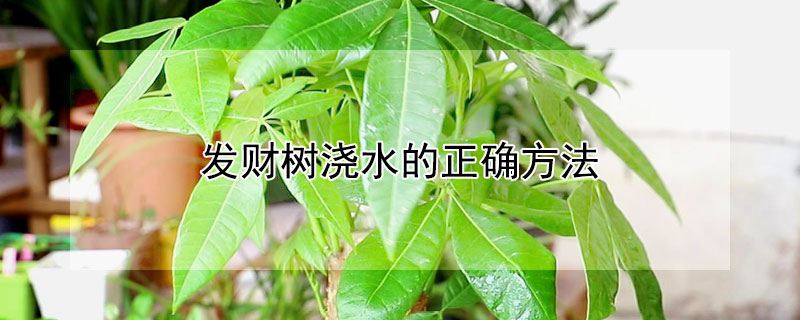 發(fā)財(cái)樹(shù)澆水的正確方法