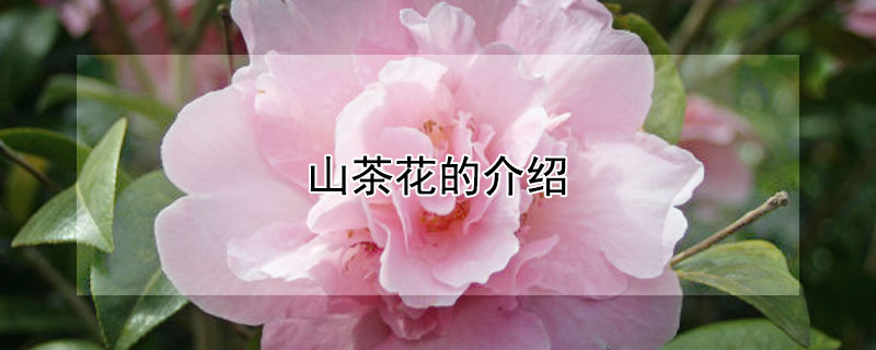 山茶花的介紹