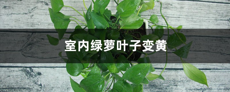 <strong>室內(nèi)綠蘿葉子變黃怎么解決，怎么處理</strong>