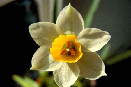 水仙花 水仙花花苞蔫了怎么解決,怎么處理