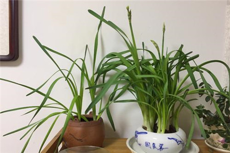 水仙花 水仙花花苞蔫了怎么解決,怎么處理