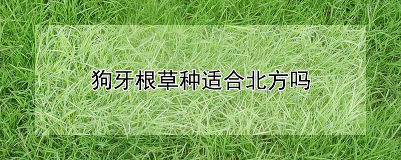 狗牙根草種適合北方嗎