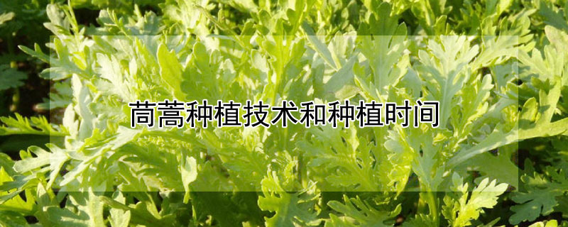 茼蒿種植技術和種植時間