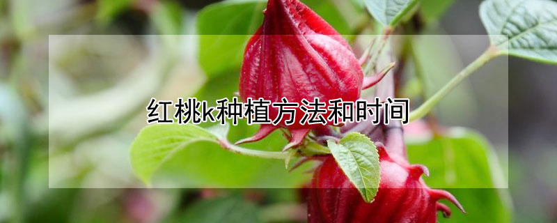 紅桃k種植方法和時(shí)間