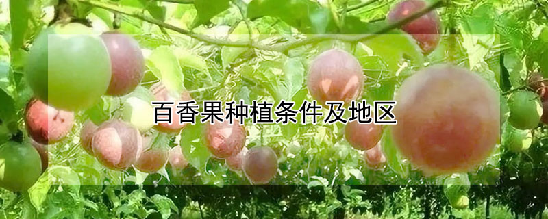 百香果種植條件及地區(qū)