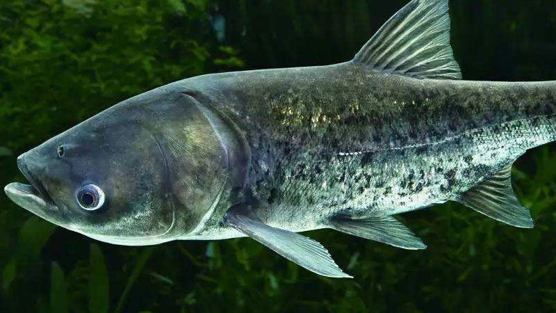 大頭魚是什么魚,是海魚嗎