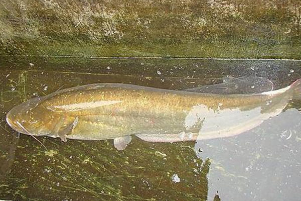 大頭魚是什么魚,是海魚嗎