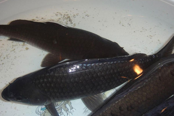 大頭魚是什么魚,是海魚嗎