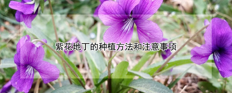 紫花地丁的種植方法和注意事項