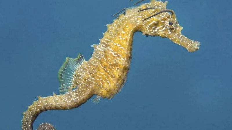 海馬屬于魚類嗎?為什么