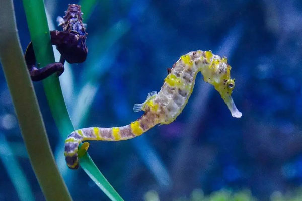 海馬屬于魚類嗎?為什么