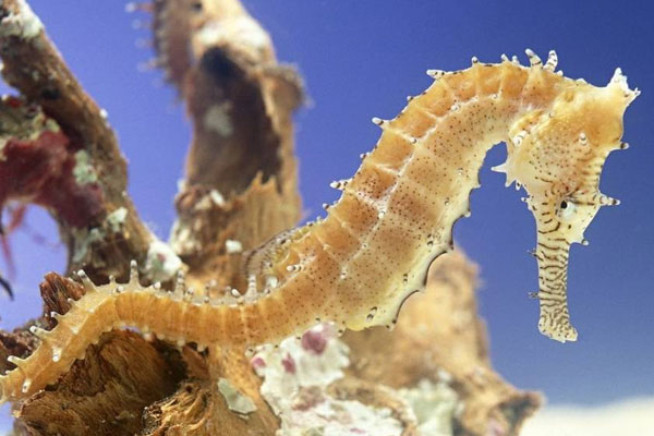 海馬屬于魚類嗎?為什么