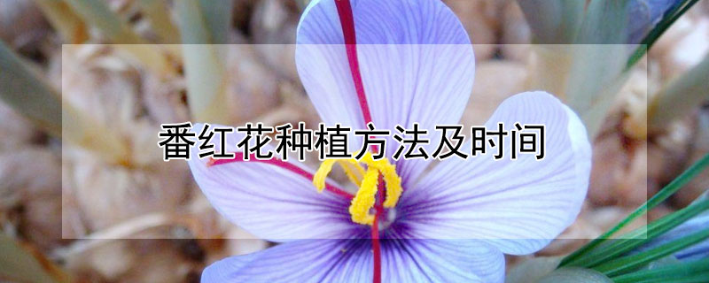 番紅花種植方法及時間