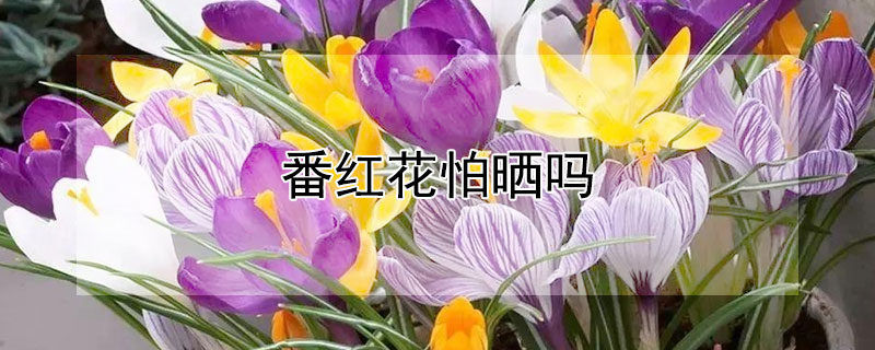 番紅花怕曬嗎