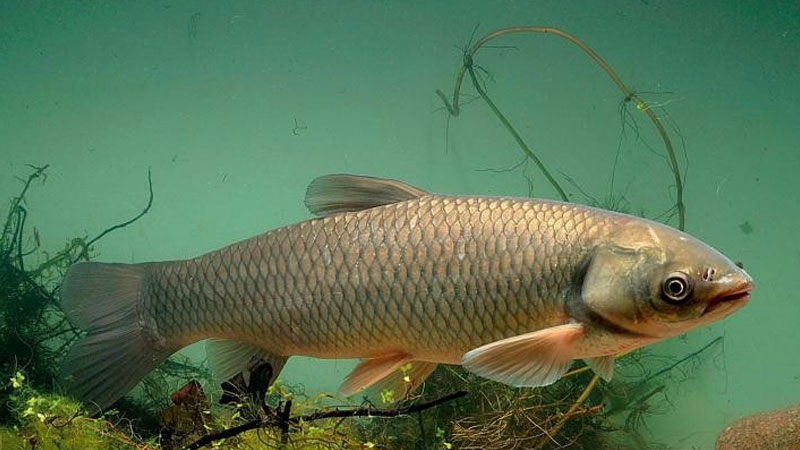 鯇魚和草魚的區別?