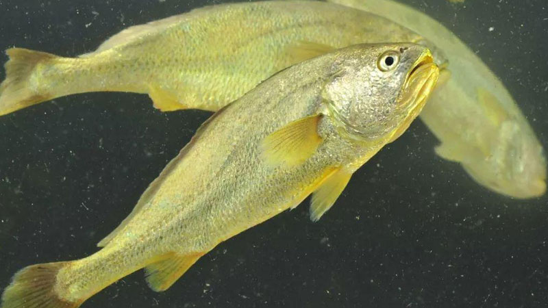 黃魚是什么魚?