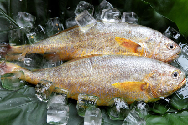 黃魚是什么魚?