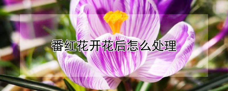 番紅花開花后怎么處理