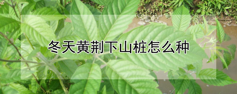 冬天黃荊下山樁怎么種