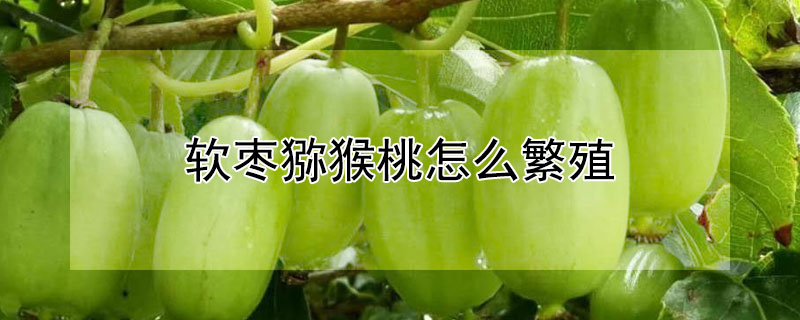 軟棗獼猴桃怎么繁殖