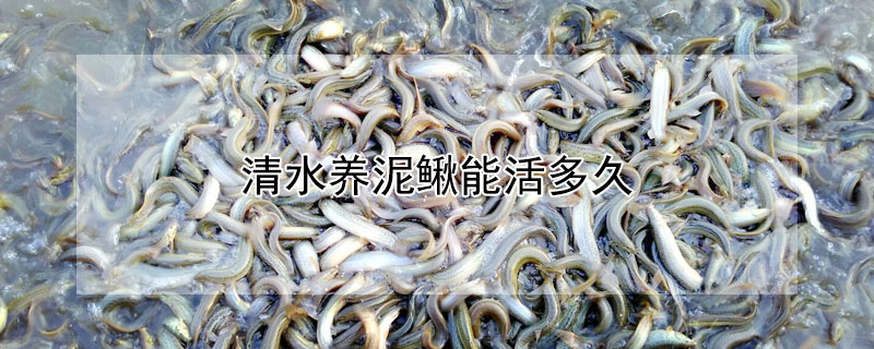 清水養(yǎng)泥鰍能活多久