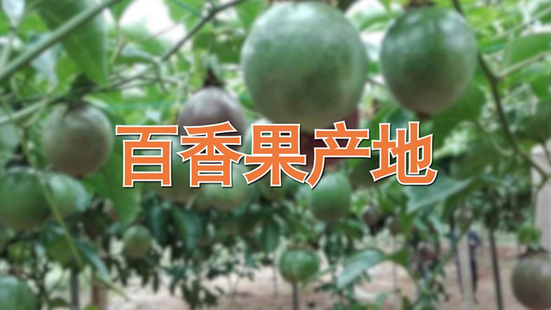百香果產(chǎn)地