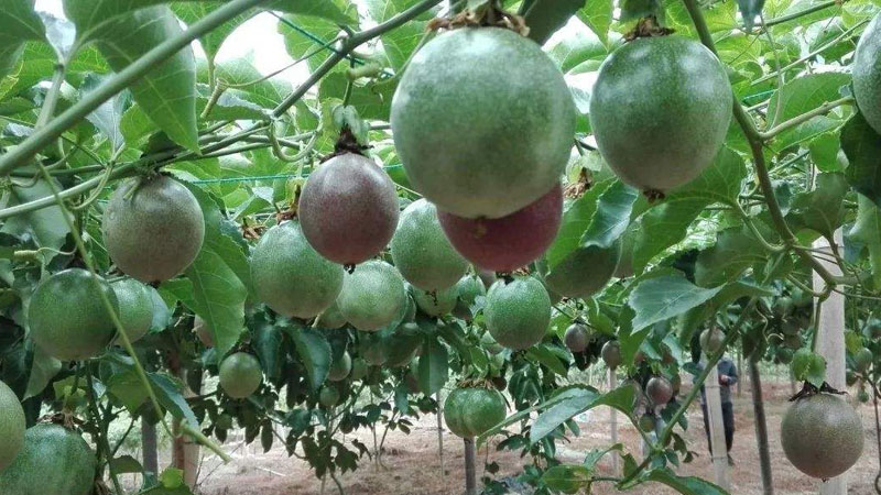百香果產(chǎn)地