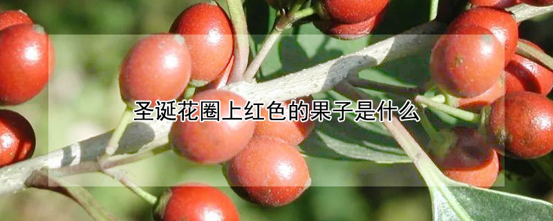 圣誕花圈上紅色的果子是什么